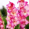 Pink and White Gladiola paint by numbers