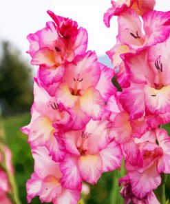 Pink and White Gladiola paint by numbers