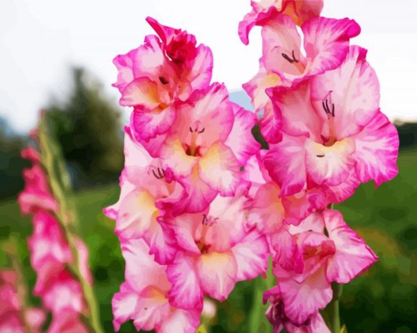 Pink and White Gladiola paint by numbers