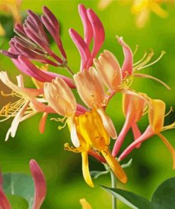 Pink and Yellow Honeysuckle paint by numbers