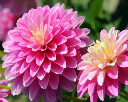 Purple Dahlia Flowers paint by numbers