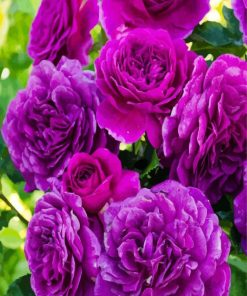 Purple Floribundas paint by numbers