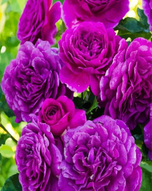 Purple Floribundas paint by numbers