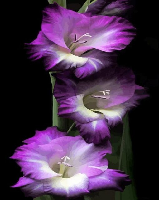 Purple Gladiola Flowers paint by numbers