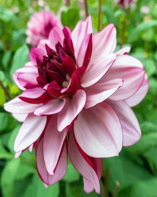 Red and White Dahlia paint by numbers