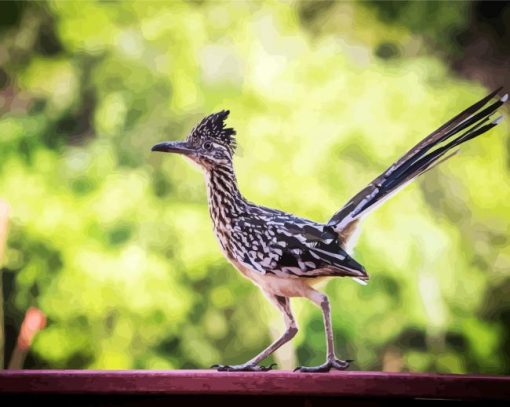 Road Runner Bird Animal paint by numbers