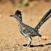 Road Runner Bird paint by numbers