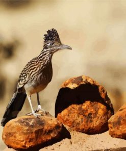 Roadrunner Bird paint by numbers