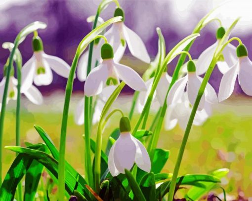 Snowdrops Flowers paint by numbers