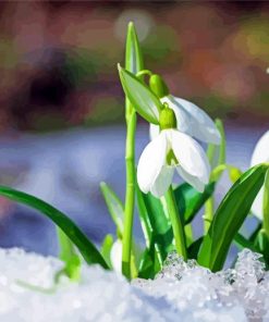 Snowdrops Growing Snow paint by numbers