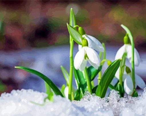 Snowdrops Growing Snow paint by numbers