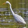 White Egret paint by numbers