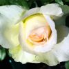 White Floribunda paint by numbers