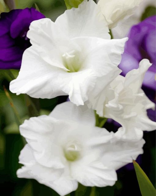 White Gladiola paint by numbers