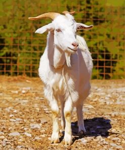 White Goat paint by numbers