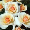 White and Orange Floribunda Flowers paint by numbers