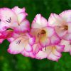 White and Pink Gladiola paint by numbers