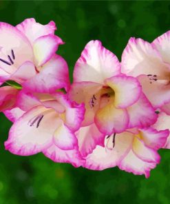 White and Pink Gladiola paint by numbers