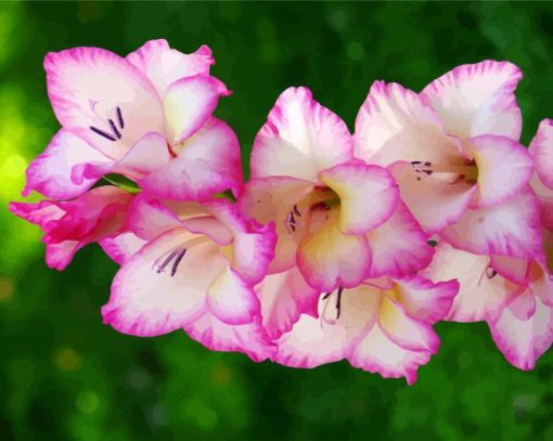 White and Pink Gladiola paint by numbers