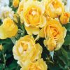 Yellow Flower Floribunda paint by numbers