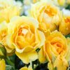 Yellow Floribunda Flowers paint by numbers