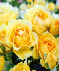 Yellow Floribunda Flowers paint by numbers