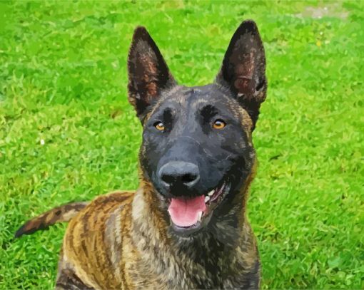 Adorable Dutch Shepherd paint by numbers