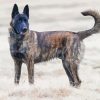 Aesthetic Dutch Shepherd paint by numbers