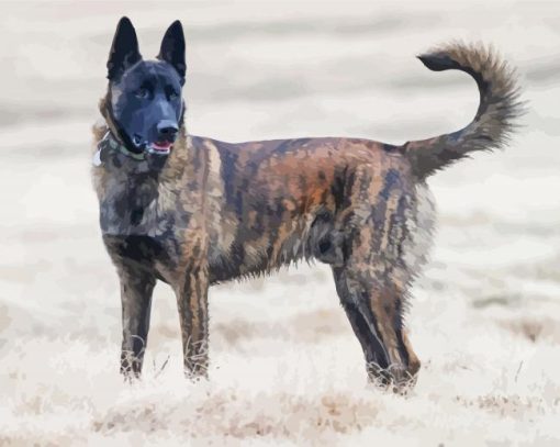 Aesthetic Dutch Shepherd paint by numbers