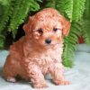 Aesthetic Maltipoo Puppy paint by numbers