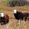 Aesthetics Herdwick Sheeps paint by numbers