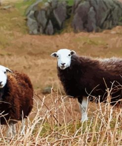 Aesthetics Herdwick Sheeps paint by numbers