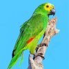 Green Amazon Parrot paint by numbers