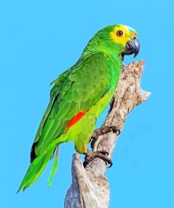 Green Amazon Parrot paint by numbers