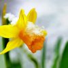 Beautiful Spring Flower in Snow paint by numbers