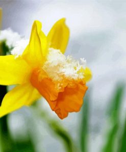 Beautiful Spring Flower in Snow paint by numbers