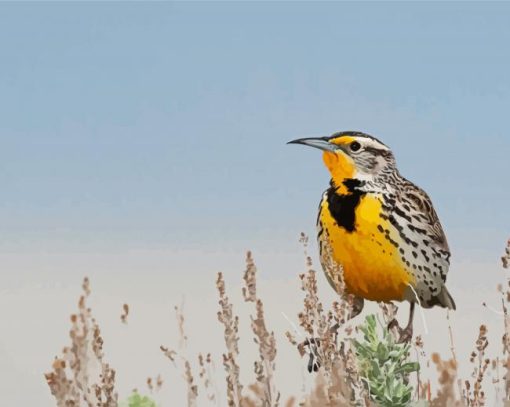 Beautiful Western Meadowlark paint by numbers