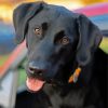 Black Labrador Retriever paint by numbers