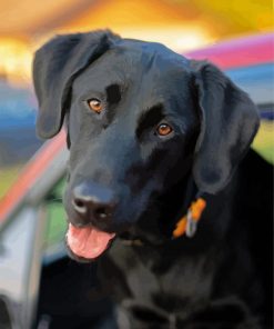 Black Labrador Retriever paint by numbers