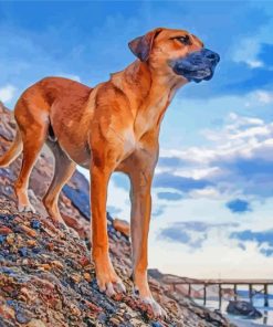 Black Mouth Cur Dog Animal paint by numbers