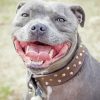 Grey Staffy Dog paint by numbers