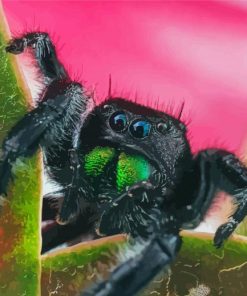 Close Up Tarantula Spider paint by numbers