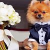 Dog With Suit for Wedding paint by numbers