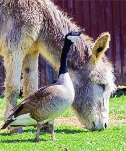 Donkeys and Geese Animals paint by numbers