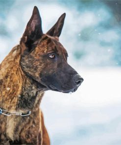 Dutch Shepherd Dog paint by numbers