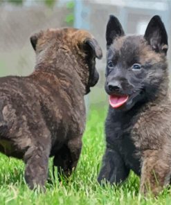 Dutch Shepherd Puppies paint by numbers