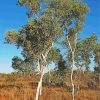 Eucalyptus Trees paint by numbers