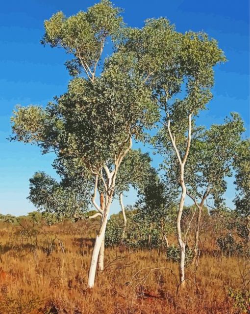 Eucalyptus Trees paint by numbers