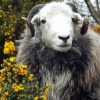 Herdwick Animal paint by numbers