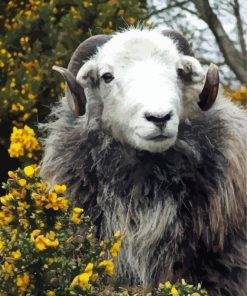 Herdwick Animal paint by numbers